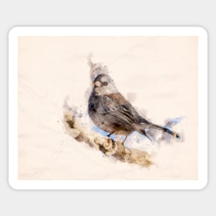 Dark Eyed Junco Watercolor Sticker